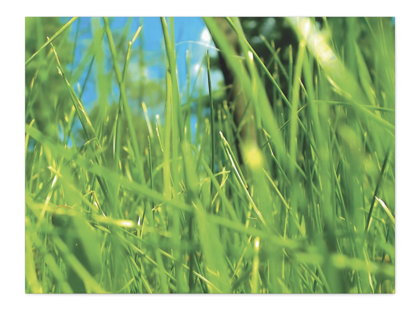 Close-Up Grass Lands Photography Canvas Gallery Wrap